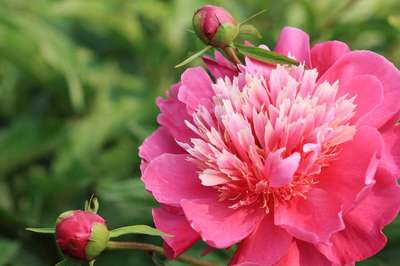 芍藥種植,菏澤眾信苗木種子 種子、種苗 找產(chǎn)品 保定電子商務(wù)門(mén)戶網(wǎng)站 保定114網(wǎng) 電子商務(wù) 保定企業(yè)門(mén)戶網(wǎng)站 保定網(wǎng)站建設(shè) 企業(yè)用網(wǎng)政府指定單位 幫助所有企業(yè)做成網(wǎng)上的B2B生意